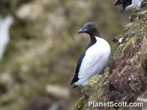 Image of Brünnich's Guillemot