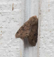 Imagem de Orthosia hibisci Guenée 1852