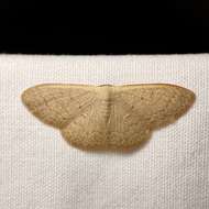 Image de Idaea uniformis Warren 1896