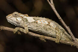 Image of Eastern Cape Dwarf Chameleon