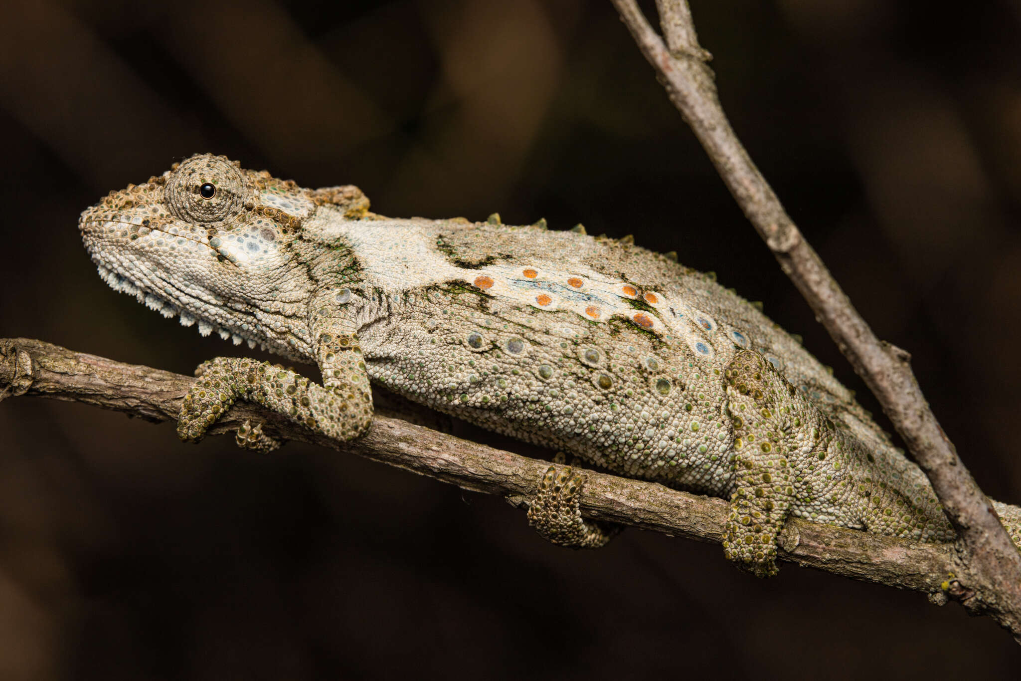 Image of Eastern Cape Dwarf Chameleon