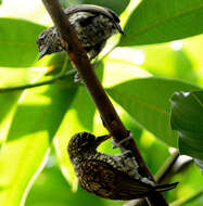 Image of Scaled Piculet