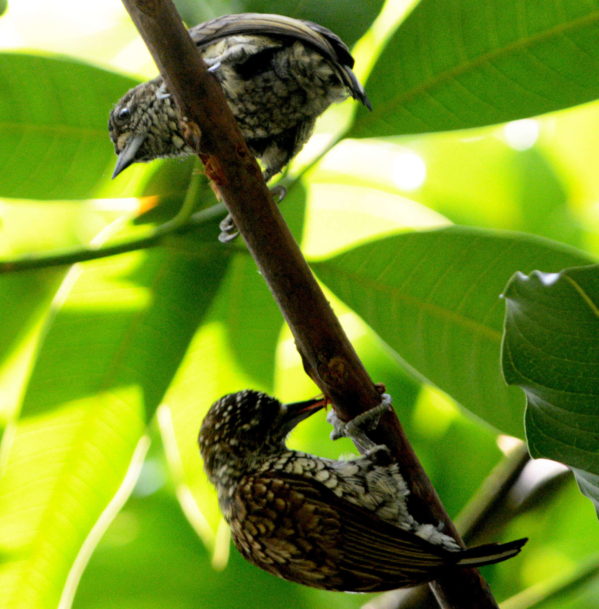 Image of Scaled Piculet