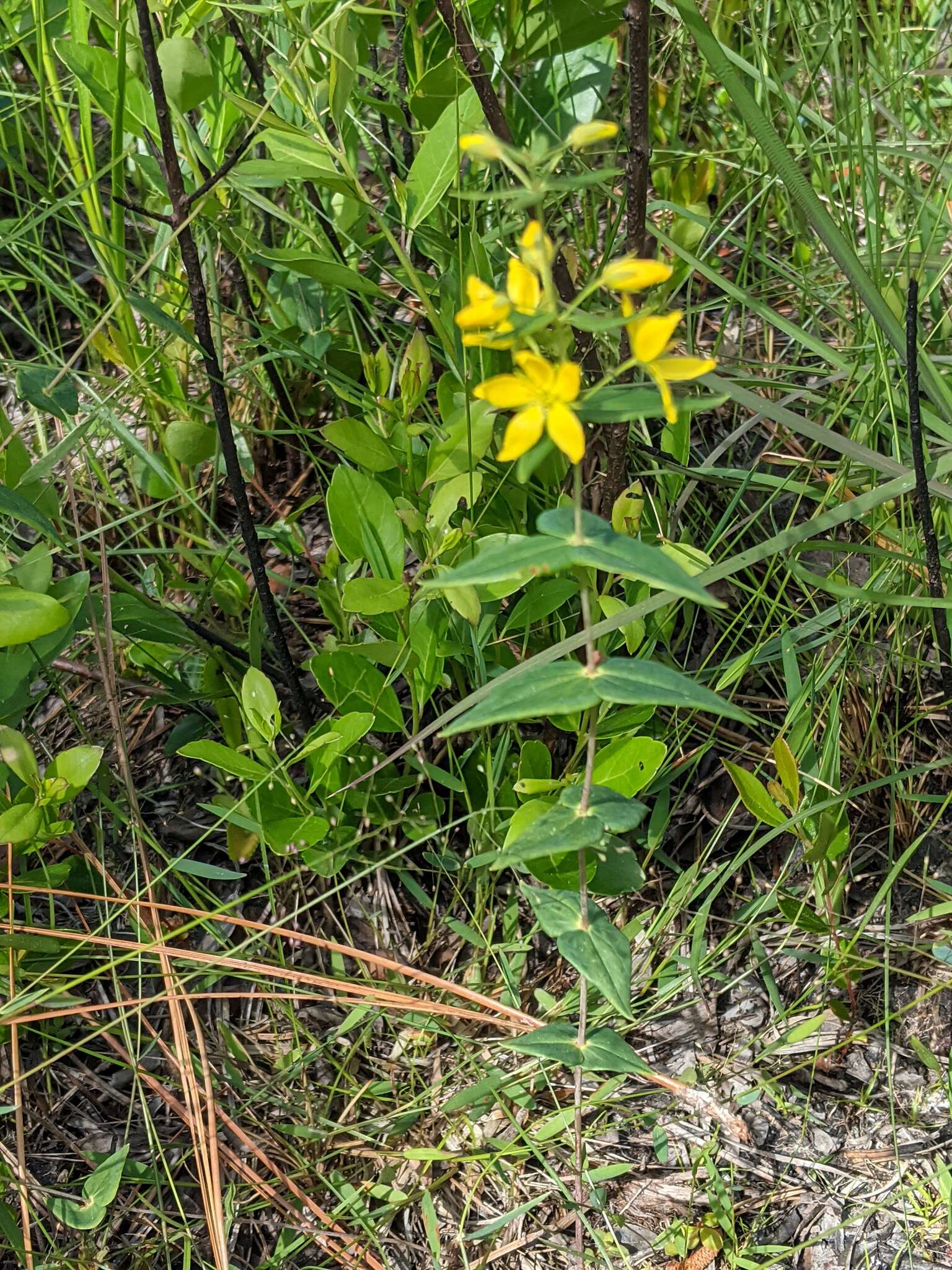 Lysimachia asperulifolia Poir. resmi