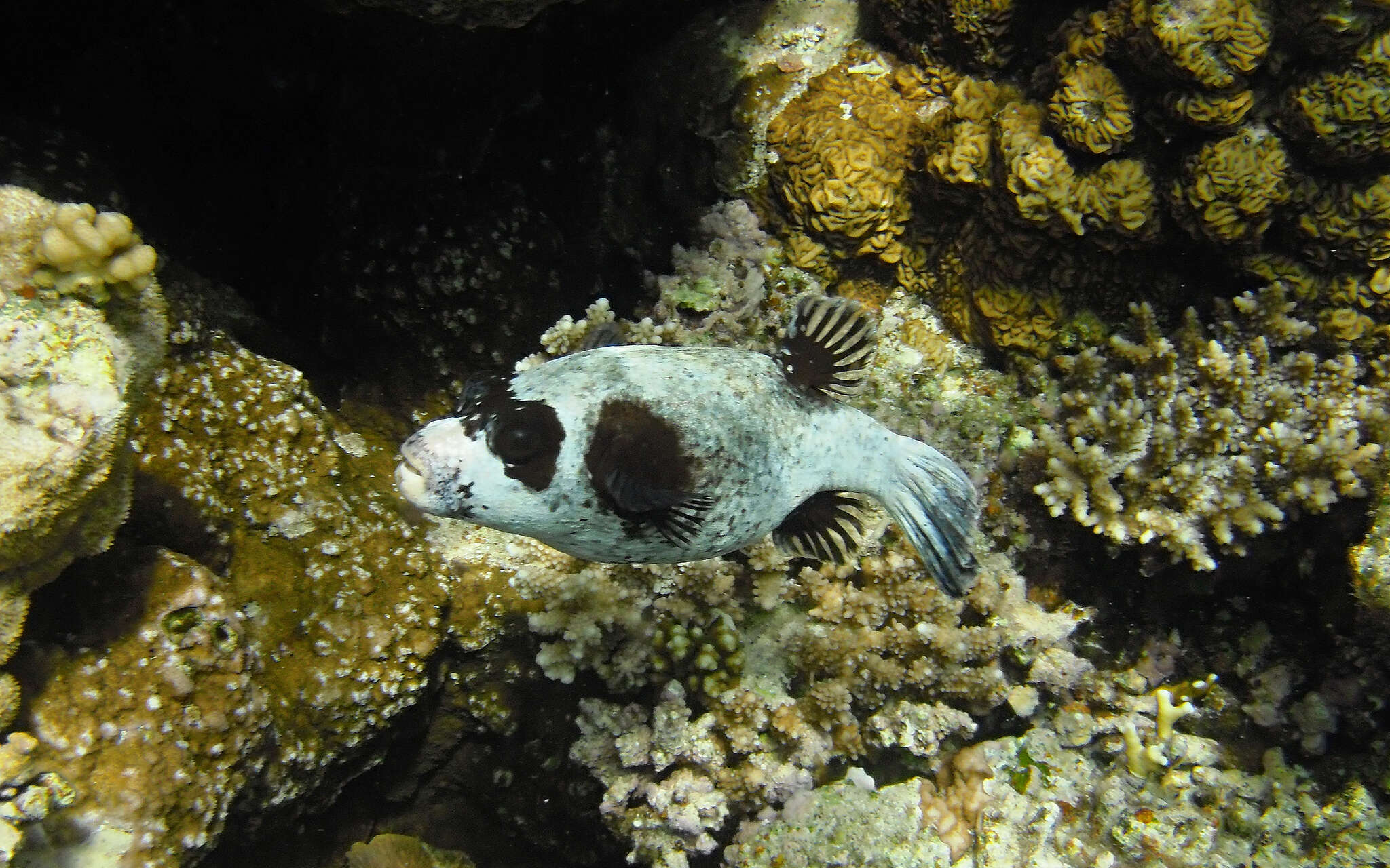 Image of Masked Puffer