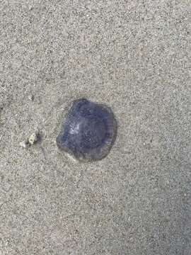 Image of Blue Jellyfish