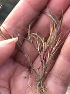 Image of curved sicklegrass