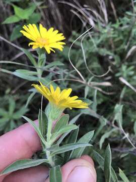 Image of lemonyellow false goldenaster