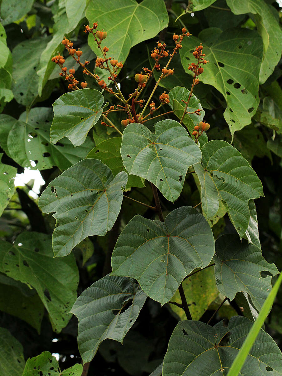 Image de Manniophyton fulvum Müll. Arg.