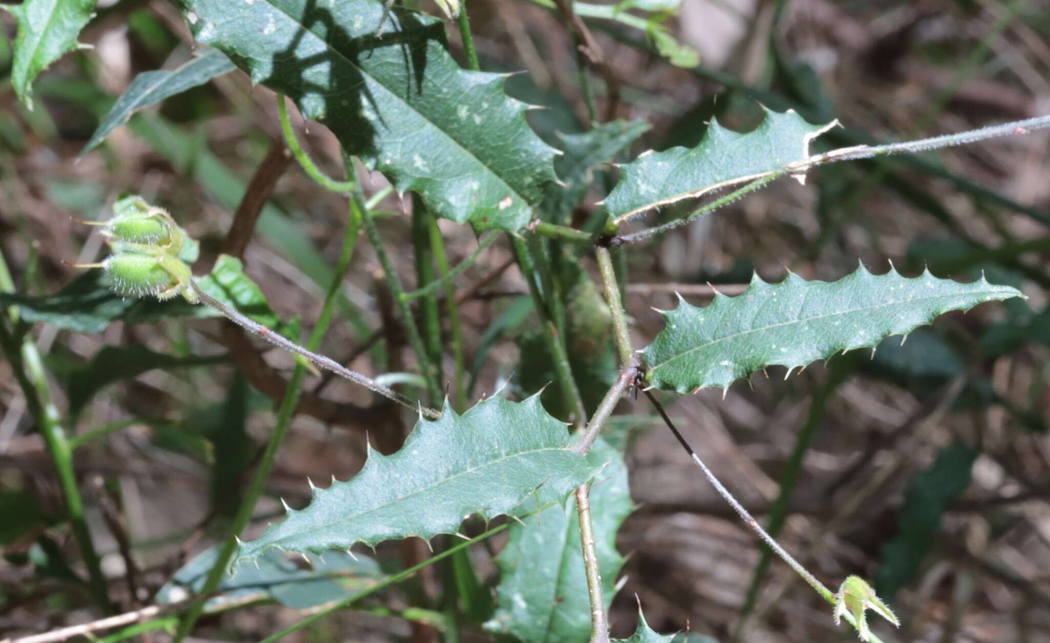 Image of Chorizema retrorsum