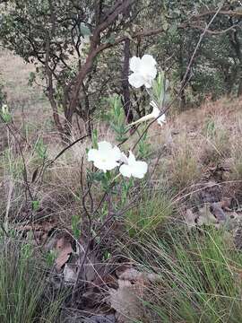 Imagem de Mandevilla hypoleuca (Benth.) Pichon