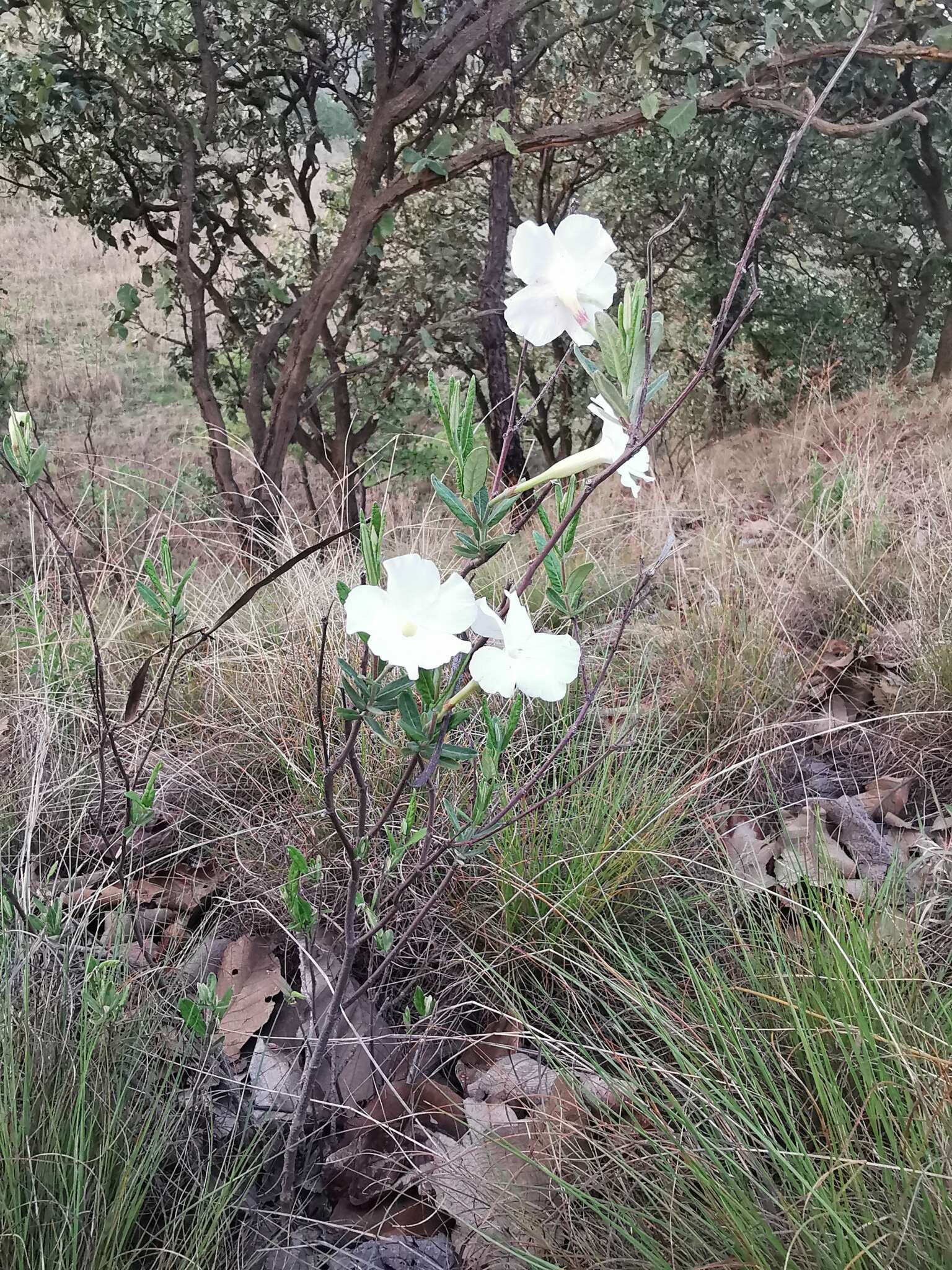 Image of Davis Mountain rocktrumpet