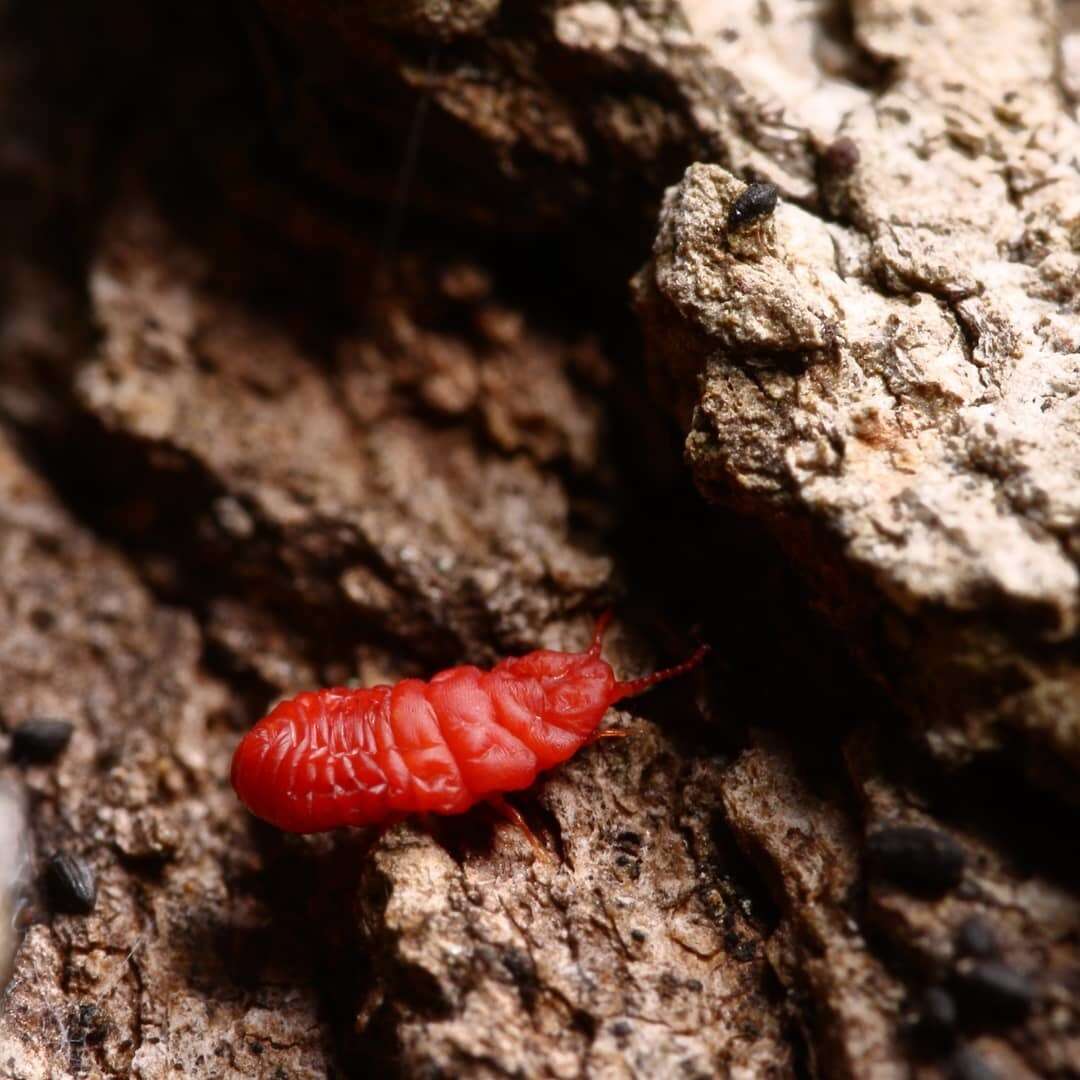 Image of Neosteingelia texana Morrison 1927