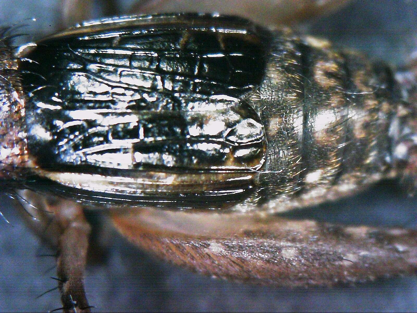 Image of Cuban Ground Cricket