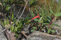 Image of Augusta longifolia (Spreng.) Rehder