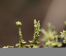 Plancia ëd Cladonia rigida (Hook. fil. & Taylor) Hampe