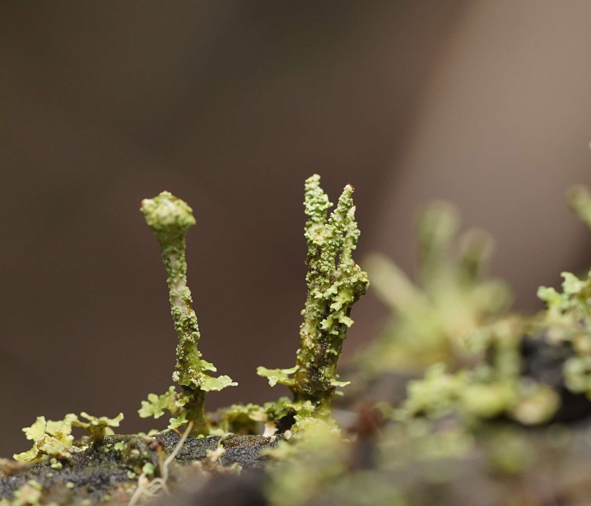 Plancia ëd Cladonia rigida (Hook. fil. & Taylor) Hampe