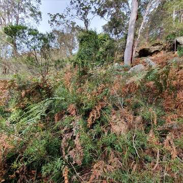 Image of Podocarpus spinulosus (Sm.) R. Br. ex Mirb.