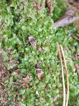 Image of Swedish Pouchwort