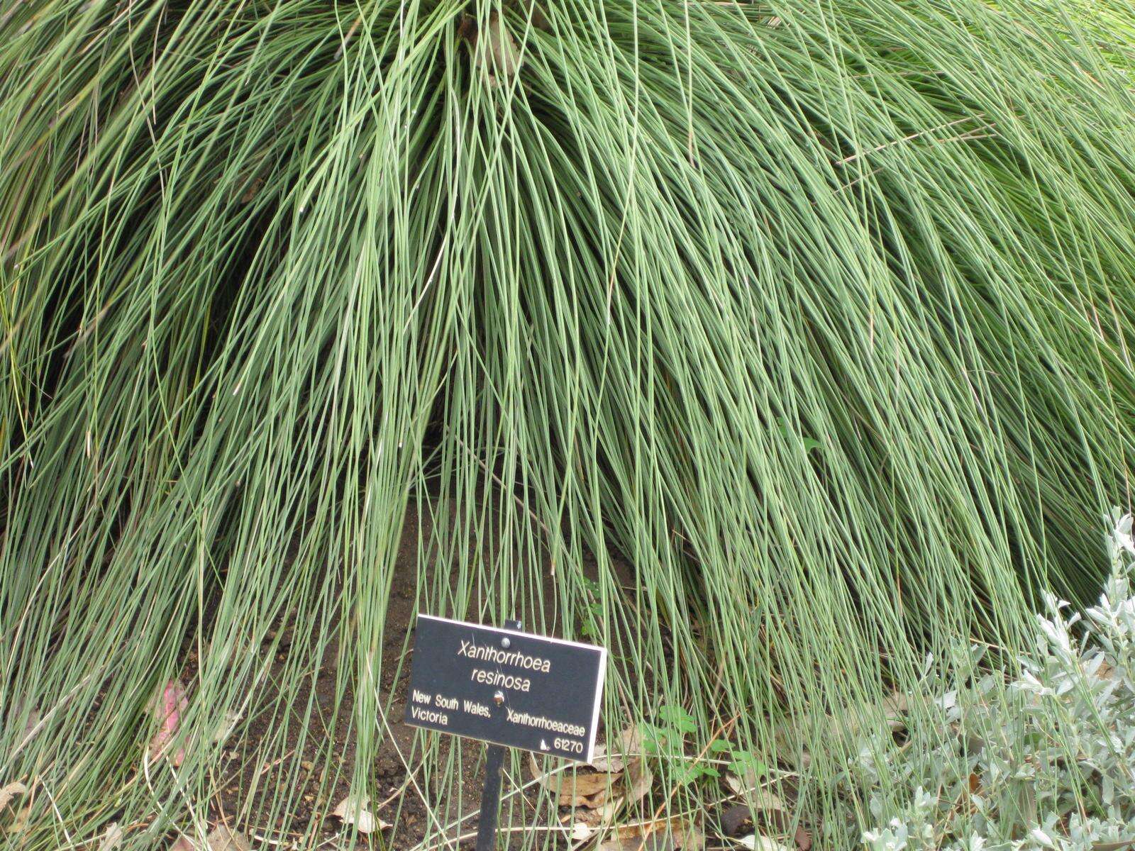 Image of Xanthorrhoea resinosa Pers.