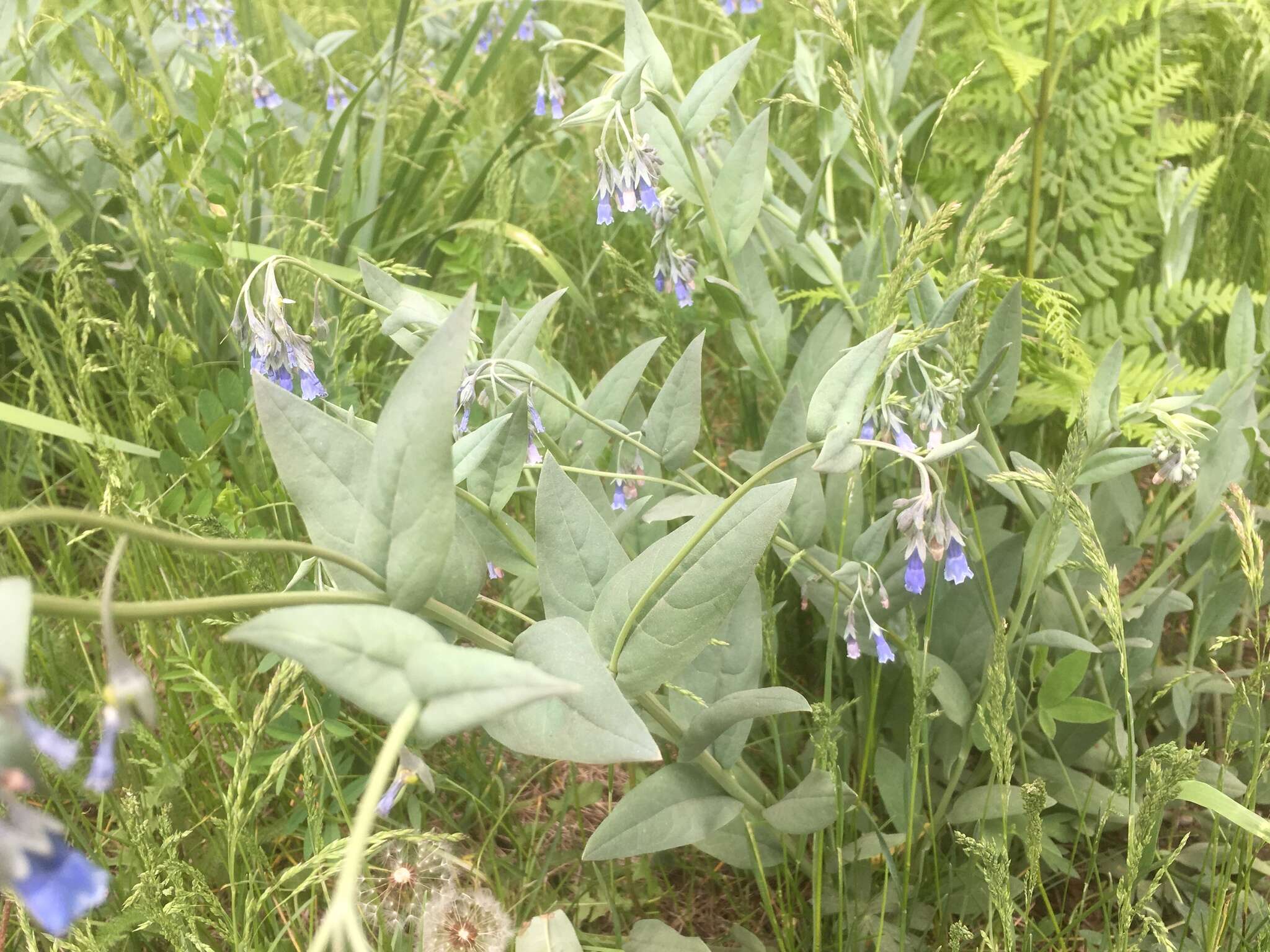 Image of Franciscan Bluebells