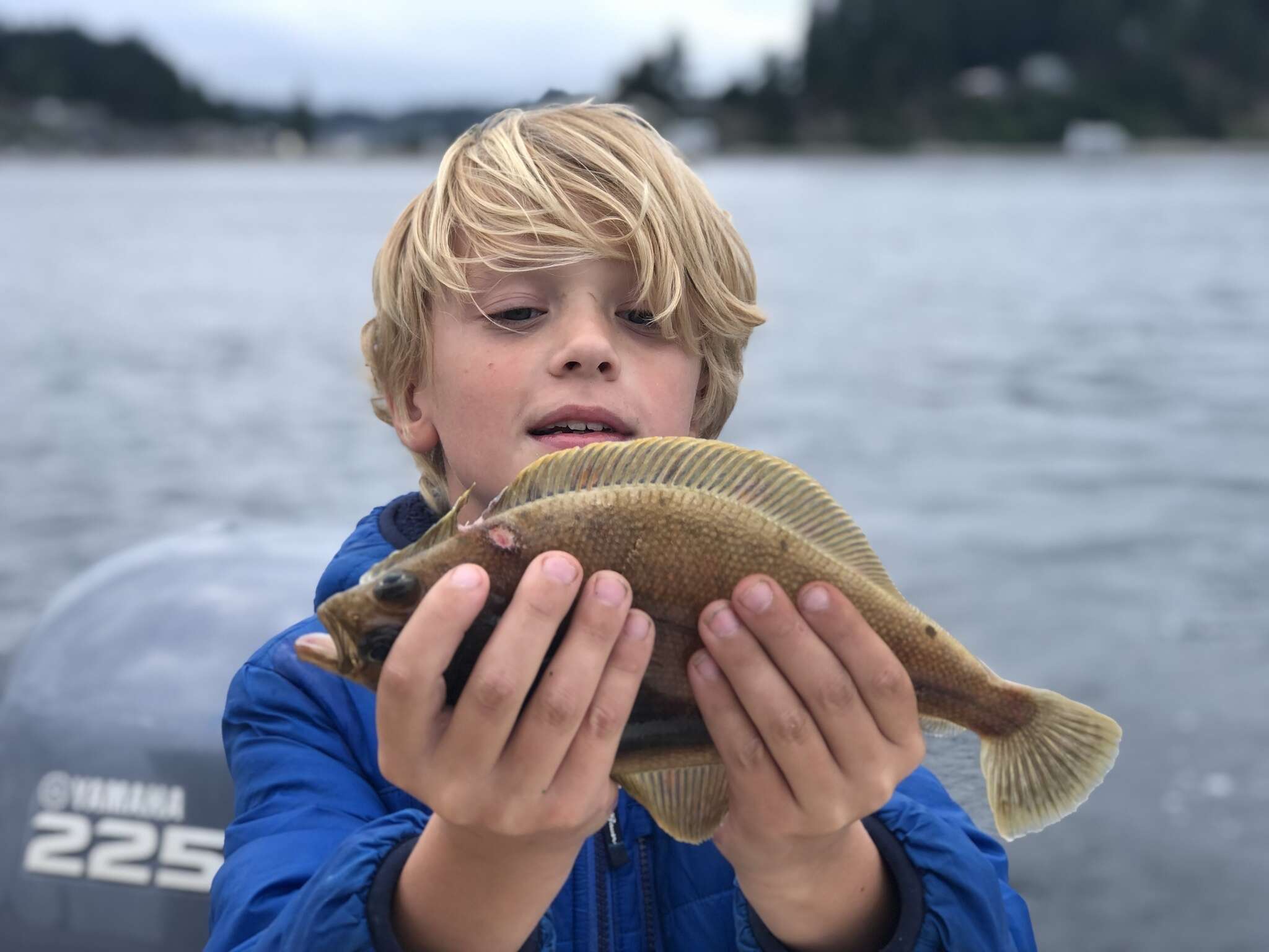 Image of Pacific sanddab