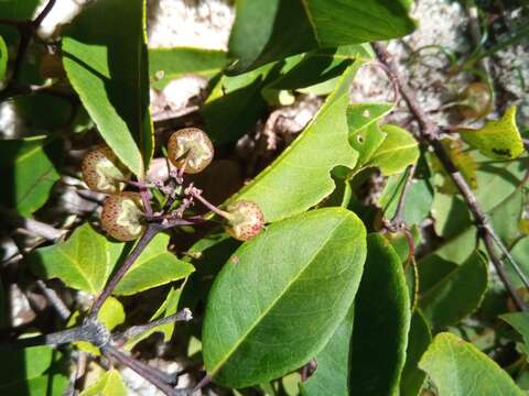 Image of Psorospermum malifolium Baker