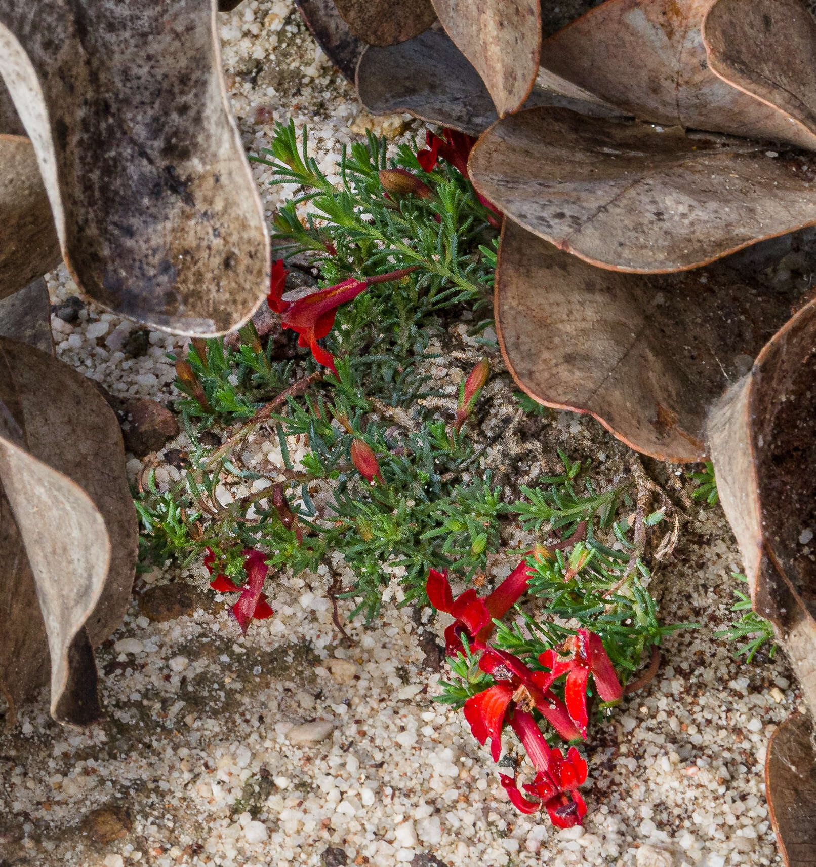 Image of Red Leschenaultia