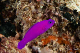 Image de Pictichromis porphyrea (Lubbock & Goldman 1974)