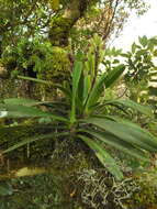 Image of Aerides ringens (Lindl.) C. E. C. Fisch.