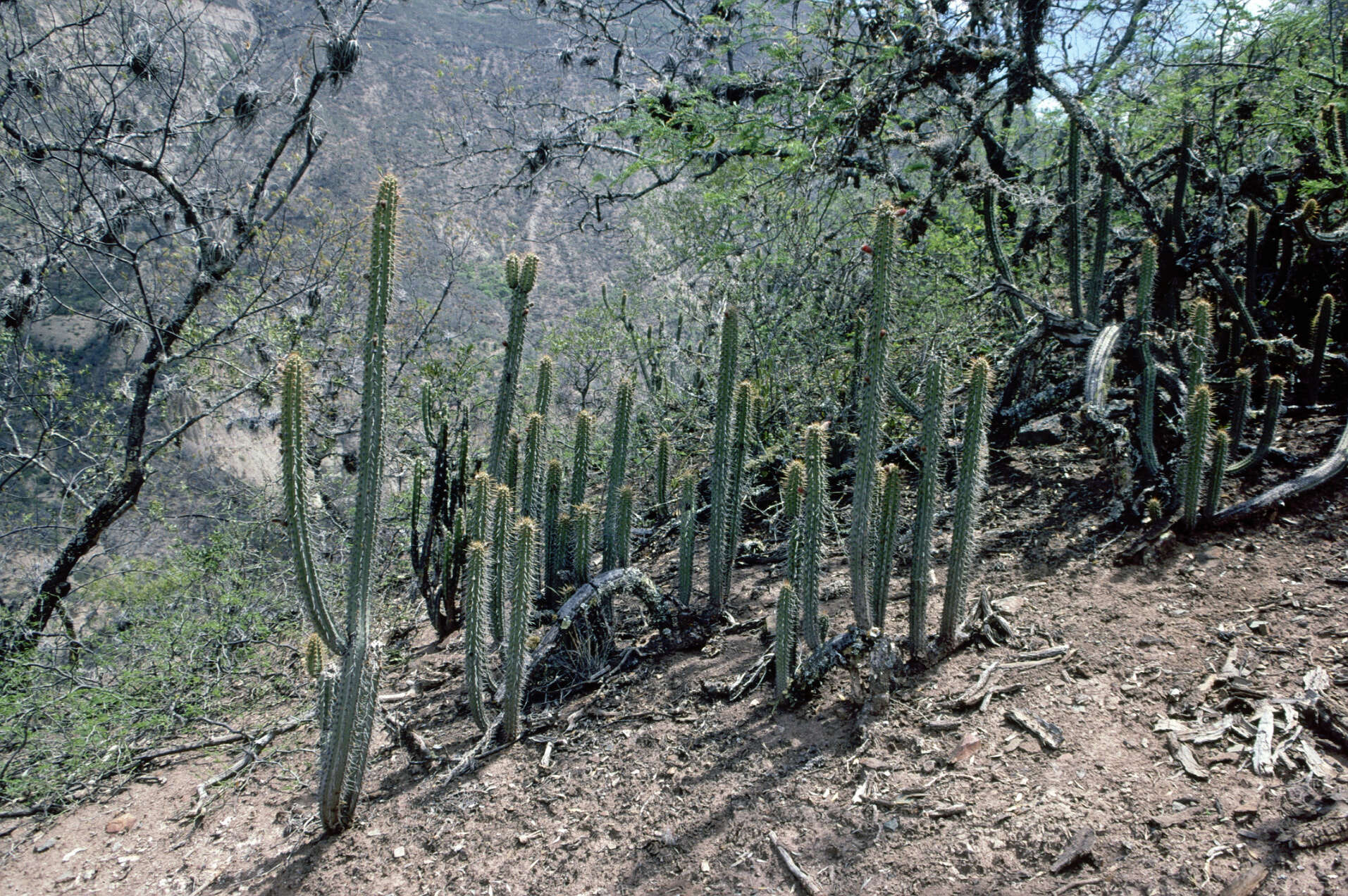 Image of Cleistocactus laniceps (K. Schum.) Rol.-Goss.