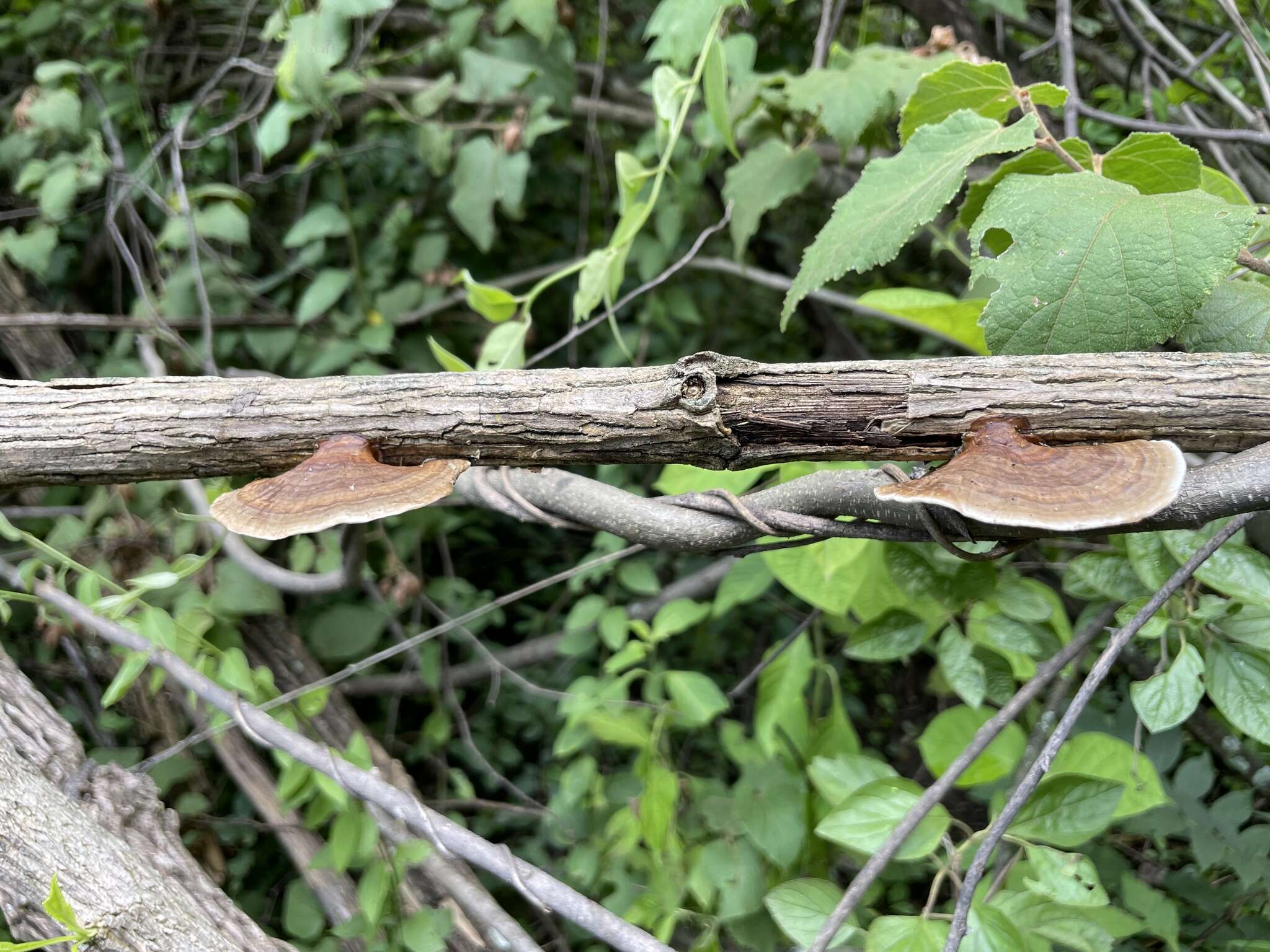 Image of Trametes variegata (Berk.) Zmitr., Wasser & Ezhov 2012