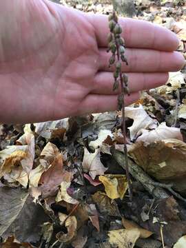 Image of autumn coralroot