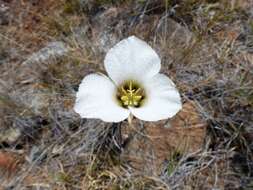 Image of Howell's mariposa lily