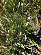 Image of Watsonia knysnana L. Bolus