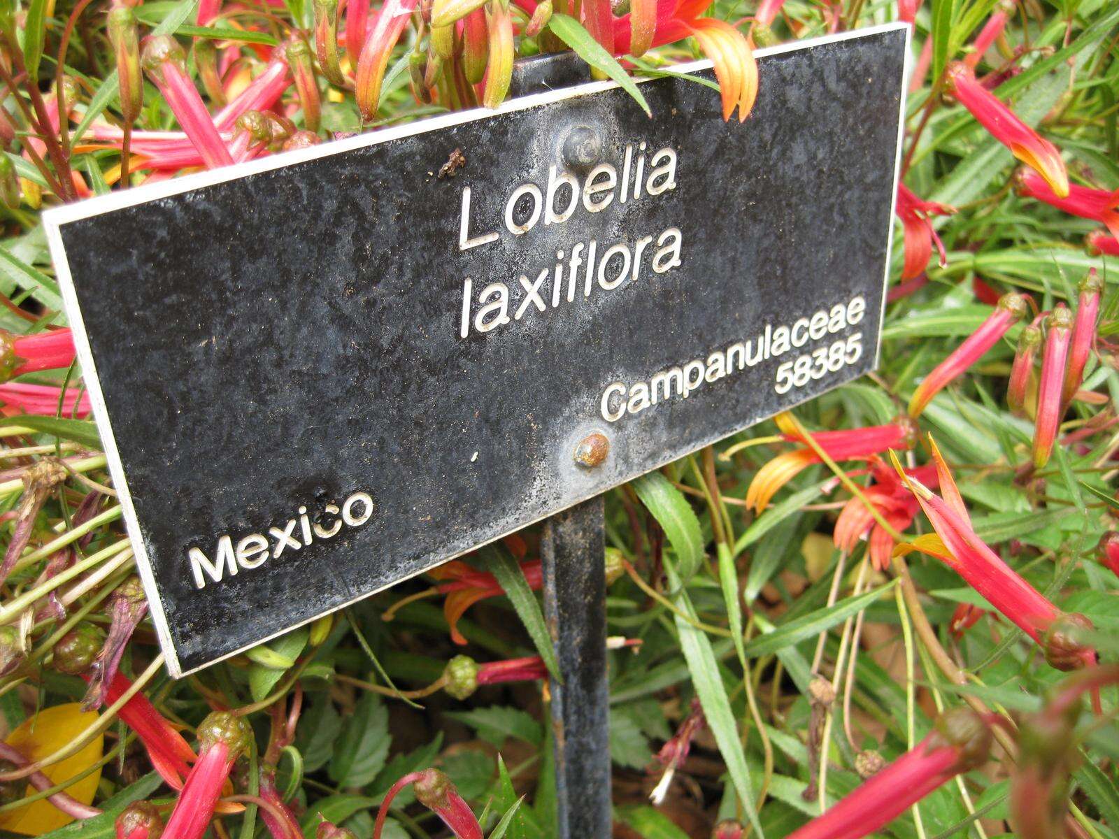 Imagem de Lobelia laxiflora Kunth