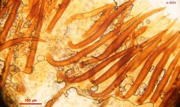 Imagem de Scutellinia nigrohirtula (Svrček) Le Gal 1964