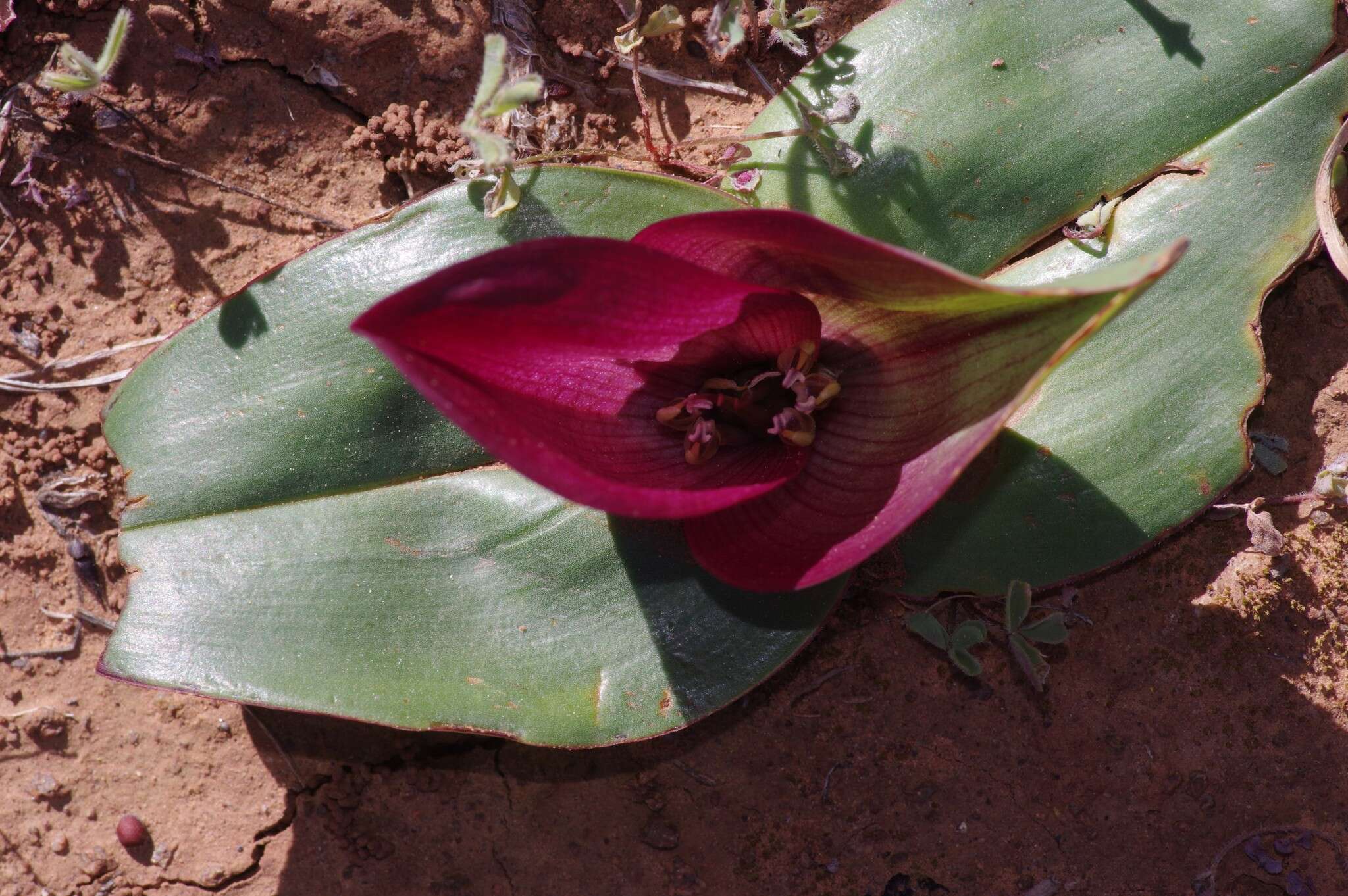 Image of Androcymbium burchellii subsp. pulchrum (Schltr. & K. Krause) Pedrola, Membrives, J. M. Monts. & Caujapé