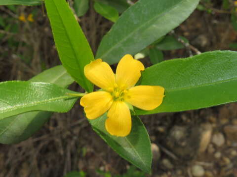 Imagem de Turnera weddelliana Urban & Rolfe