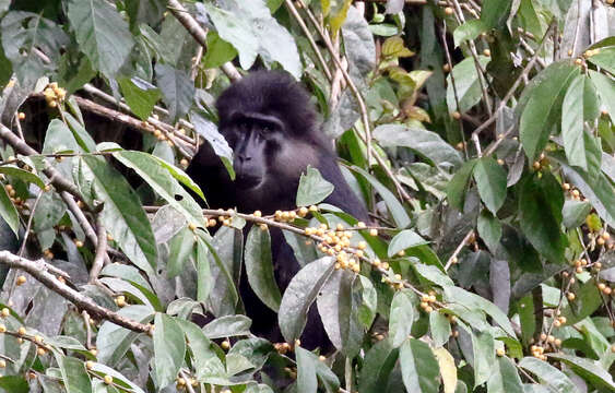 Image of Tonkean Black Macaque