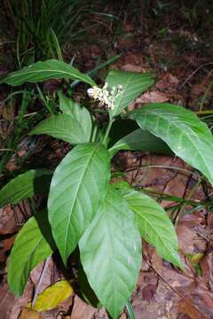 Image of Solanum arboreum Humb. & Bonpl. ex Dun.