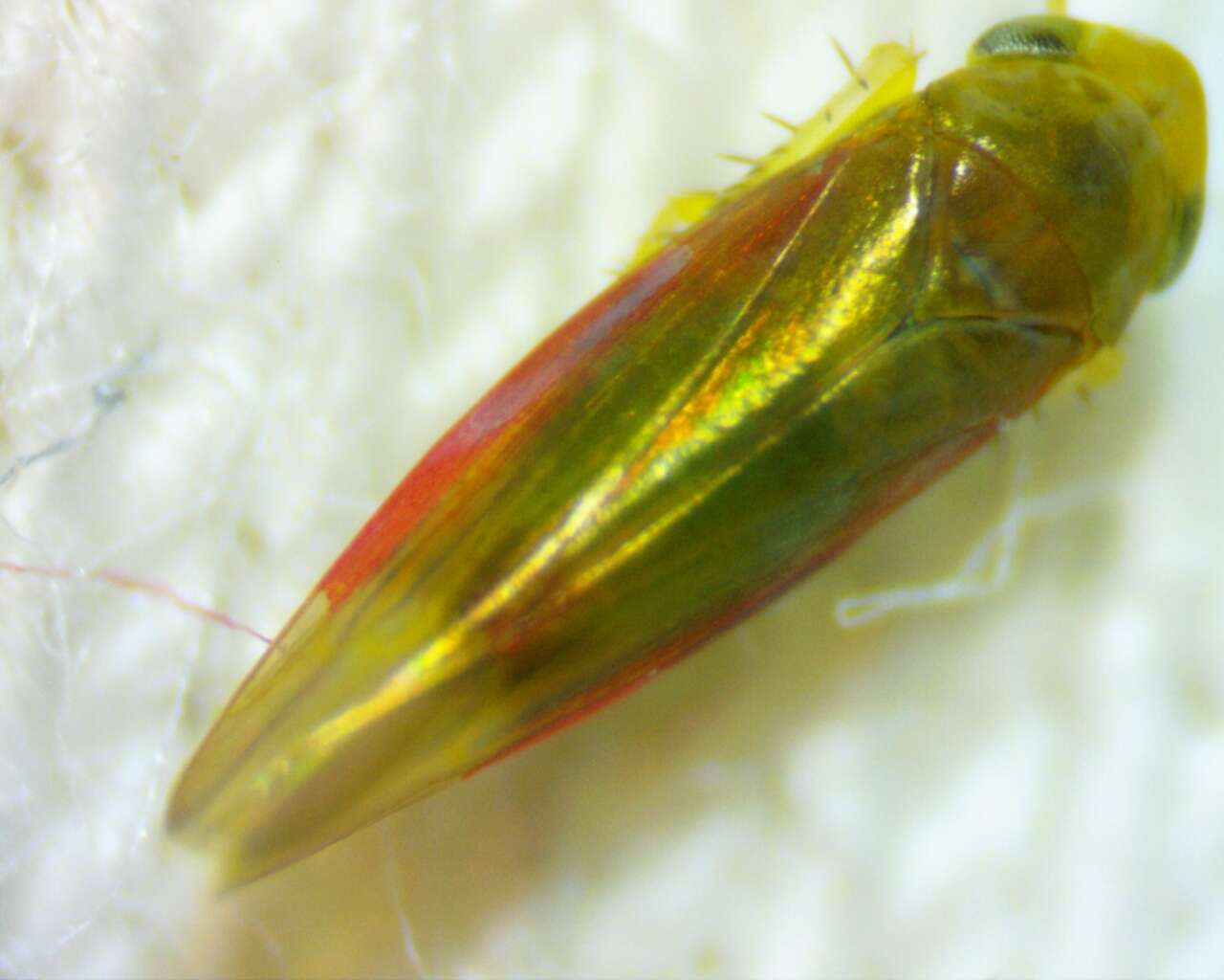Image of Erythridula crevecoeuri (Gillette 1898)