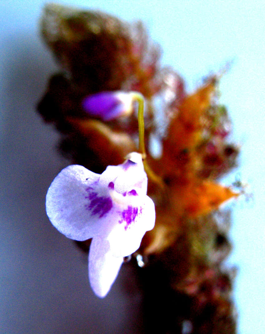 Utricularia benjaminiana Oliv.的圖片