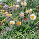 Image de Erigeron lachnocephalus Botsch.