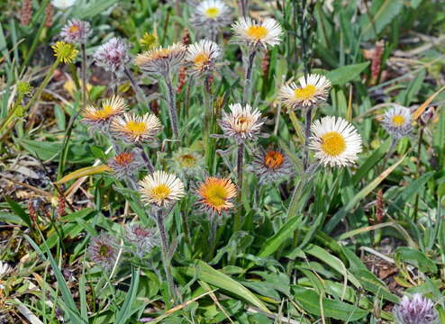 Image of Erigeron lachnocephalus Botsch.