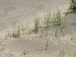 Image of desert panicgrass