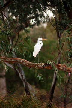 Image of Eastern great egret