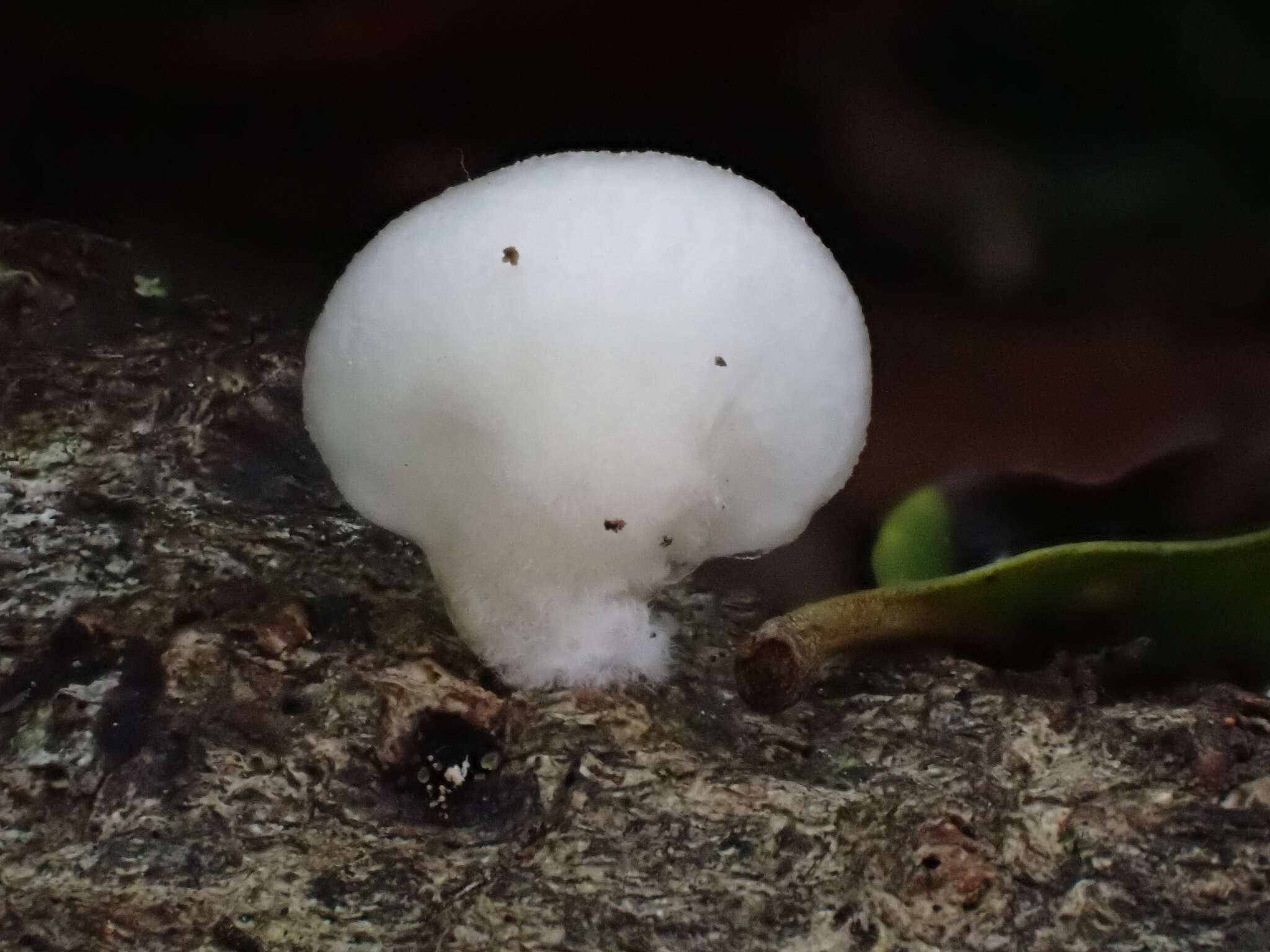 Image of Crepidotus stipitatus Kauffman 1918