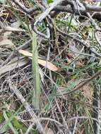 Image of Caladenia leptochila Fitzg.