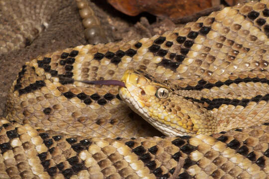 Crotalus culminatus Klauber 1952 resmi